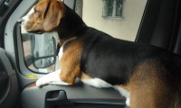 PeterCan, un beagle veronese in Norvegia
